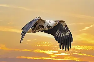African fish eagle (Pandion haliaetus)