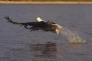 AFRICAN FISHING EISER (haliaeetus vocifer)