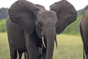 African forest elephant (Loxodonta cyclotis) in a clearing in Loango National Park