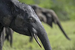 African forest elephant (Loxodonta cyclotis) in a clearing in Loango National Park