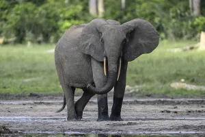 African forest elephant (Loxodonta cyclotis) in the Dzanga Bai forest clearing