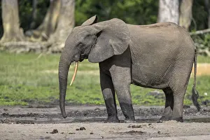 African forest elephant (Loxodonta cyclotis) in the Dzanga Bai forest clearing