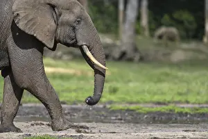 African forest elephant (Loxodonta cyclotis) in the Dzanga Bai forest clearing