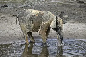 African forest elephant (Loxodonta cyclotis) in the Dzanga Bai forest clearing