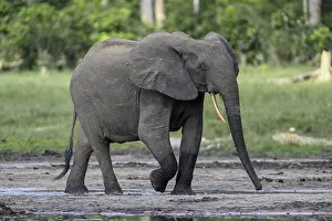 African forest elephant (Loxodonta cyclotis) in the Dzanga Bai forest clearing