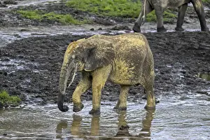 African forest elephant (Loxodonta cyclotis) in the Dzanga Bai forest clearing