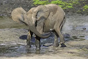 African forest elephant (Loxodonta cyclotis) in the Dzanga Bai forest clearing