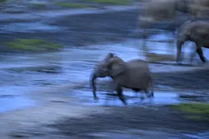 African forest elephant (Loxodonta cyclotis) in the Dzanga Bai forest clearing