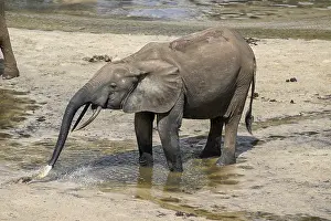 African forest elephant (Loxodonta cyclotis) in the Dzanga Bai forest clearing