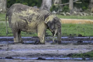 African forest elephant (Loxodonta cyclotis) in the Dzanga Bai forest clearing