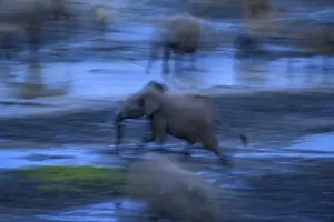 African forest elephant (Loxodonta cyclotis) in the Dzanga Bai forest clearing
