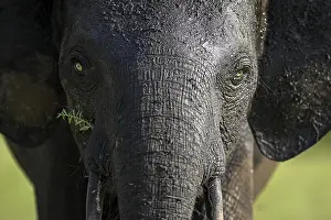 African forest elephant (Loxodonta cyclotis) in Loango National Park