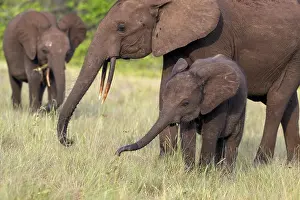 African forest elephants (Loxodonta cyclotis) in a clearing in Loango National Park