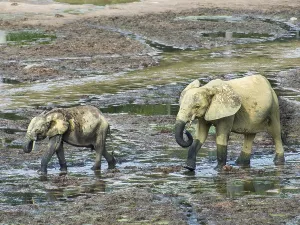 African forest elephants (Loxodonta cyclotis) at Dzanga Bai