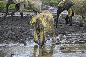 African forest elephants (Loxodonta cyclotis) in the Dzanga Bai forest clearing