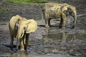 African forest elephants (Loxodonta cyclotis) in the Dzanga Bai forest clearing