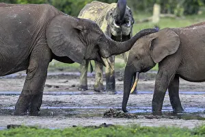 African forest elephants (Loxodonta cyclotis) in the Dzanga Bai forest clearing