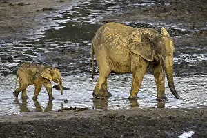 African forest elephants (Loxodonta cyclotis) in the Dzanga Bai forest clearing