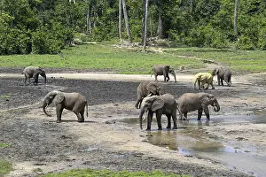 African forest elephants (Loxodonta cyclotis) in the Dzanga Bai forest clearing