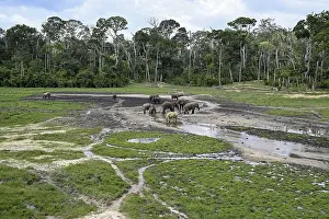 African forest elephants (Loxodonta cyclotis) in the Dzanga Bai forest clearing