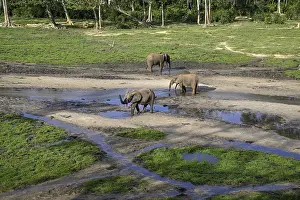 African forest elephants (Loxodonta cyclotis) in the Dzanga Bai forest clearing