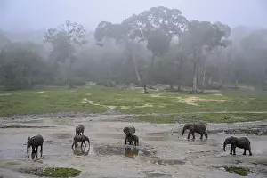 African forest elephants (Loxodonta cyclotis) in the Dzanga Bai forest clearing