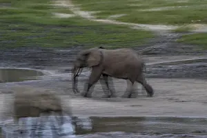 African forest elephants (Loxodonta cyclotis) in the Dzanga Bai forest clearing