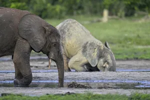 African forest elephants (Loxodonta cyclotis) in the Dzanga Bai forest clearing