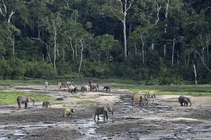 African forest elephants (Loxodonta cyclotis) in the Dzanga Bai forest clearing