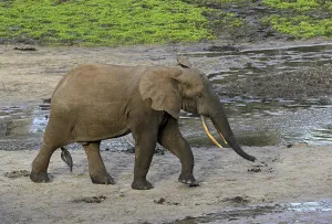 African forest elephants (Loxodonta cyclotis) in the Dzanga Bai forest clearing
