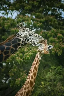 Two African giraffes mating, Mysore zoo, India