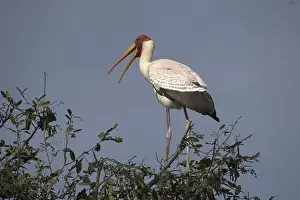 African glutton (Mycteria ibis)