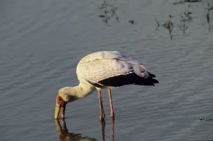 African glutton (Mycteria ibis)