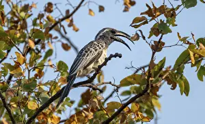 African grey hornbill (Lophoceros nasutus) with open beak