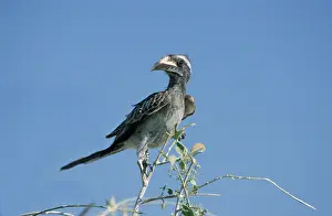 African Grey Hornbill (Tockus nasutus)