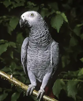 African Grey Parrot (psittacus erithacus)