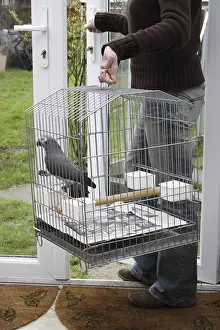 African grey parrot (Psittacus erithacus) in transport cage