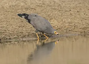 African Harrier-Hawk (Polyboroides typus)