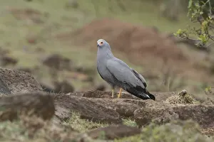 African Harrier-Hawk (Polyboroides typus)