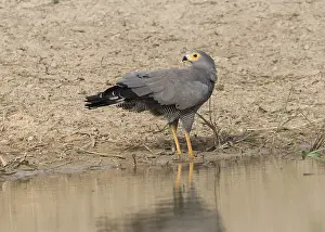 African Harrier-Hawk (Polyboroides typus)