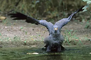 African Harrier-hawk (Polyboroides typus)