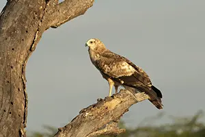 African Harrier-Hawk (Polyboroides typus) juvenile