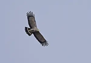 African Harrier-hawk (Polyboroides typus pectoralis) adult