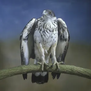 African Hawk Eagle (Aquila spilogastra)