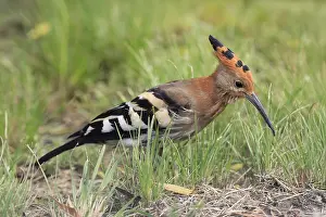 African hoopoe (Upupa africana)