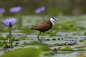 African Jacana (Actophilornis africanus) foraging