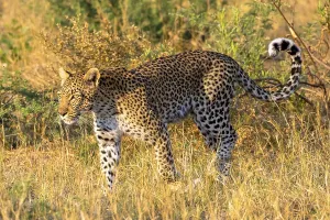 African leopard (Panthera pardus)