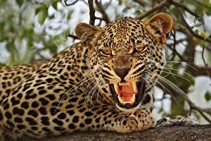 African leopard (Panthera pardus pardus)
