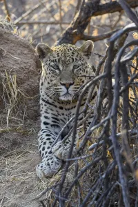 African leopard (Panthera pardus pardus)
