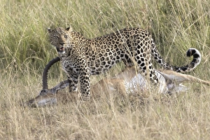 African Leopard (Panthera pardus pardus) adult